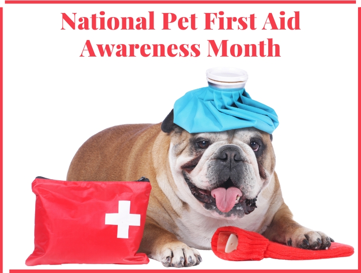 Pet First Aid Awareness