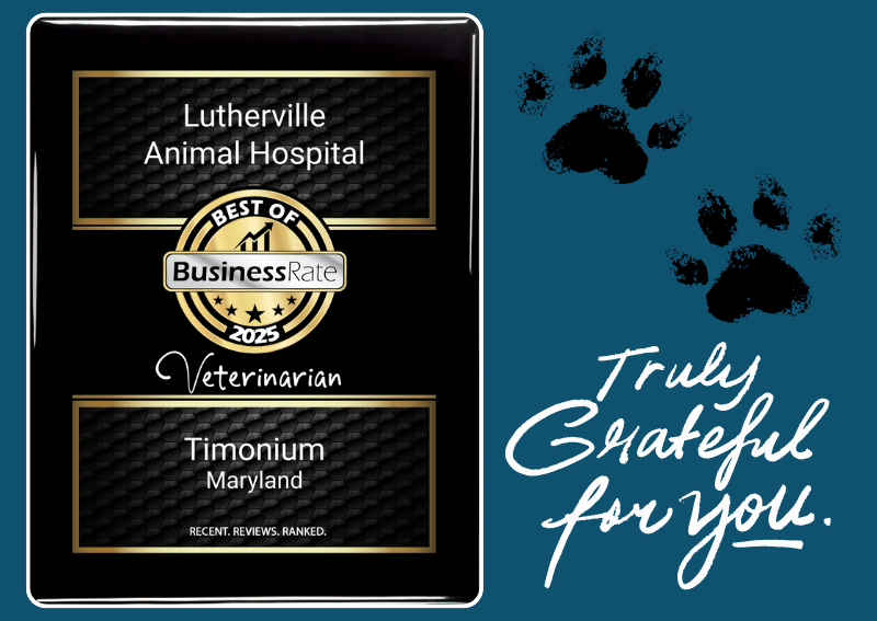 Carousel Slide 6: Voted Best Veterinarian