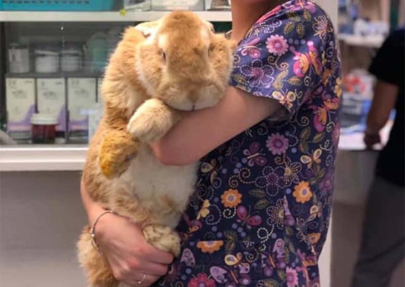 Rabbit Veterinary Care, Lutherville