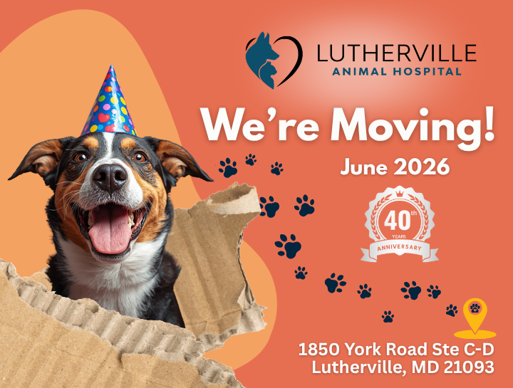 Lutherville Animal Hospital Is Moving This Week — Celebrating 40 Years of Care with a Brand-New Home