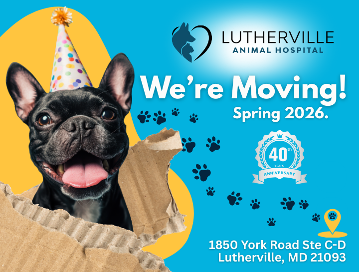 Lutherville Animal Hospital Is Moving This Spring — Celebrating 40 Years of Care with a Brand-New Home