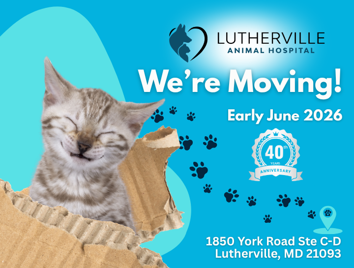Lutherville Animal Hospital Is Moving In June — Celebrating 40 Years of Care with a Brand-New Home