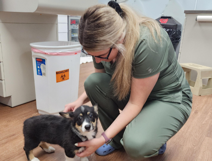 $city Vet Care