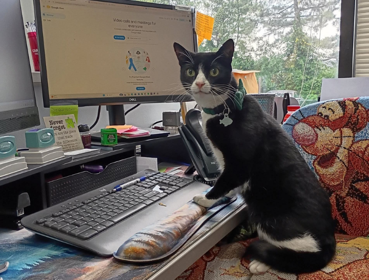 Online Veterinary Appointments